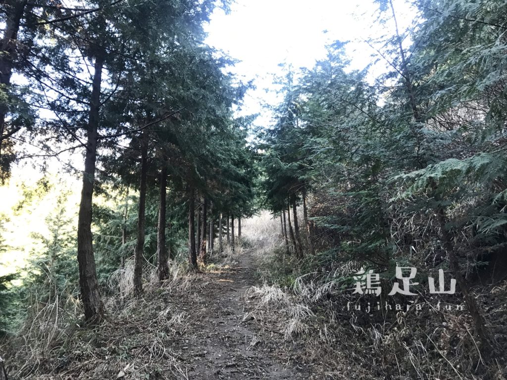 焼森山・鶏足山ハイキングコース